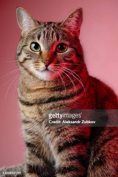 an adult serious domestic cat lies in a place or bed for animals, confidently looking at the camera. - open grave stock pictures, royalty-free photos & images