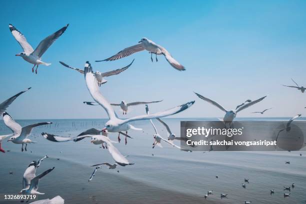 seagulls flying above sea against sky during sunset - seagull ストックフォトと画像