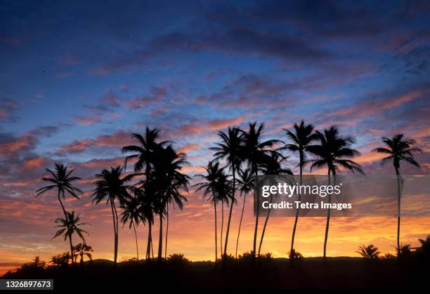 usa, puerto rico, caribbean, silhouettes of palm trees against sky at sunset - greater antilles stock-fotos und bilder