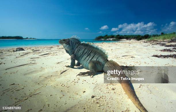 turks and caicos, providenciales, caribbean, iguana on beach - providenciales stockfoto's en -beelden