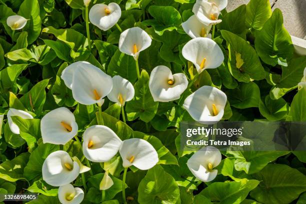 usa, california, los osos, bed of cala lilies in springtime - calla lilies white stock-fotos und bilder