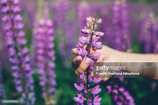 female white hand with manicure on a glade of purple lupins gently holds a flower - lupin stock pictures, royalty-free photos & images