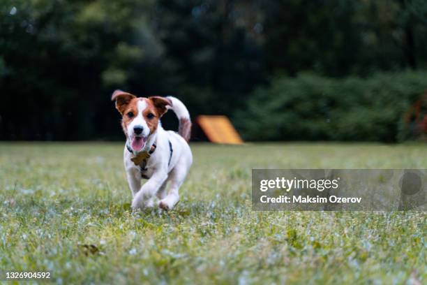 jack russel terrier dog in the park - jack russell terrier stock pictures, royalty-free photos & images