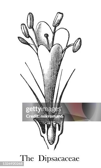 Dipsacaceae Old Engraved Illustration Of Botany The Dipsacaceae High-Res Stock ...