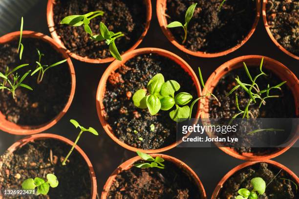 high angle view of potted plants - gardien de but fotografías e imágenes de stock