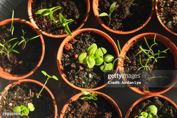 high angle view of potted plants - seed ストックフォトと画像