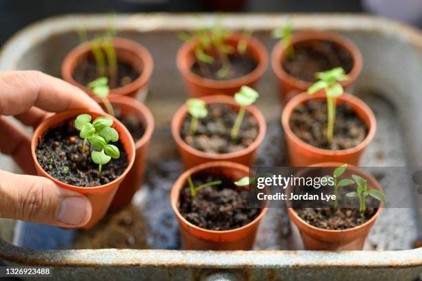 a close-up of male hand holding a flower pot with a plant - seedling stockfoto's en -beelden