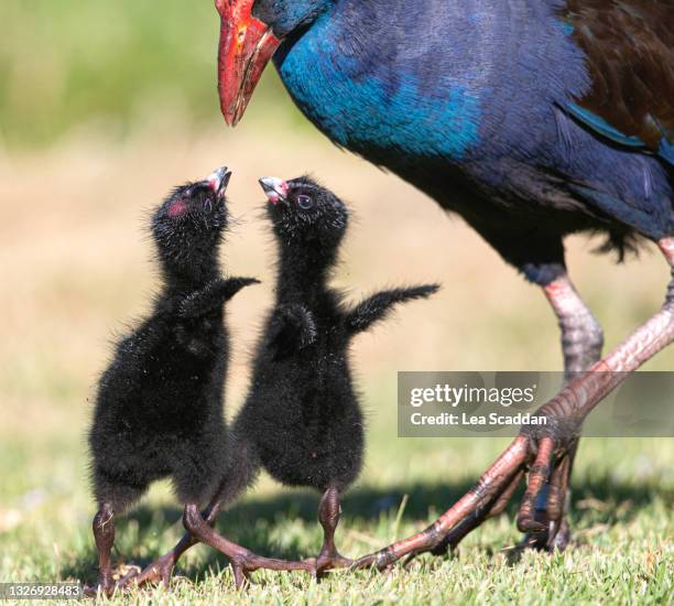 Pukeko Fight 152 Pukeko Stock Photos, High-Res Pictures, and Images - Getty Images