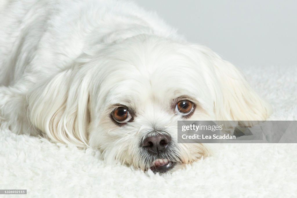 White Dog