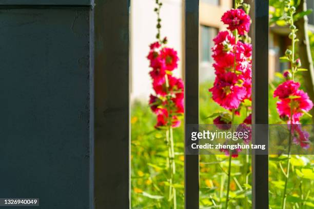 the red flower in the residential area. - residential care stock pictures, royalty-free photos & images