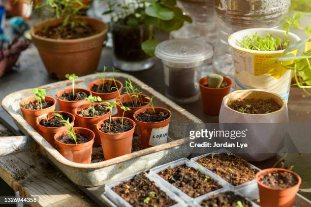 seedlings planted in pots - gardien de but fotografías e imágenes de stock