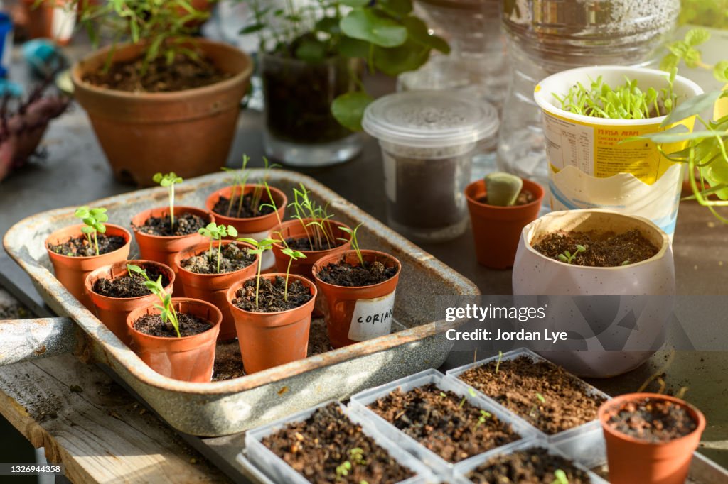 Seedlings planted in pots