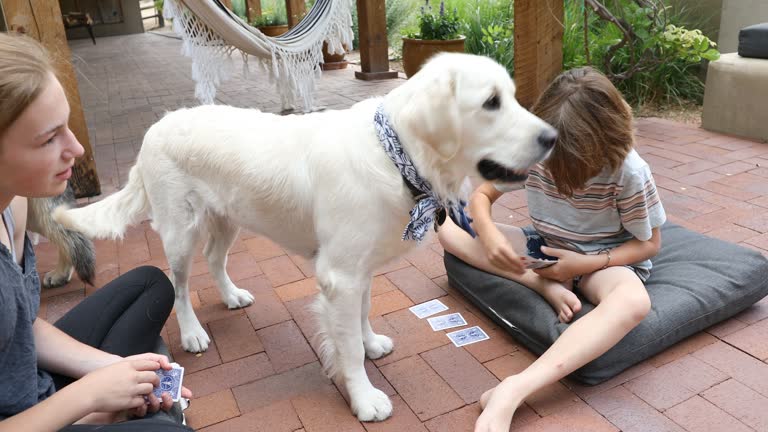4,479 Animal Six Videos and HD Footage - Getty Images 4,479 Animal Six Videos and HD Footage - Getty Images