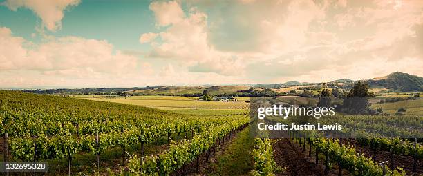 wine vineyard shoot in sonoma on a sunny day - vineyard stock pictures, royalty-free photos & images