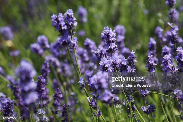 purple lavender flowers against blurred meadow background - lavendel plant stockfoto's en -beelden