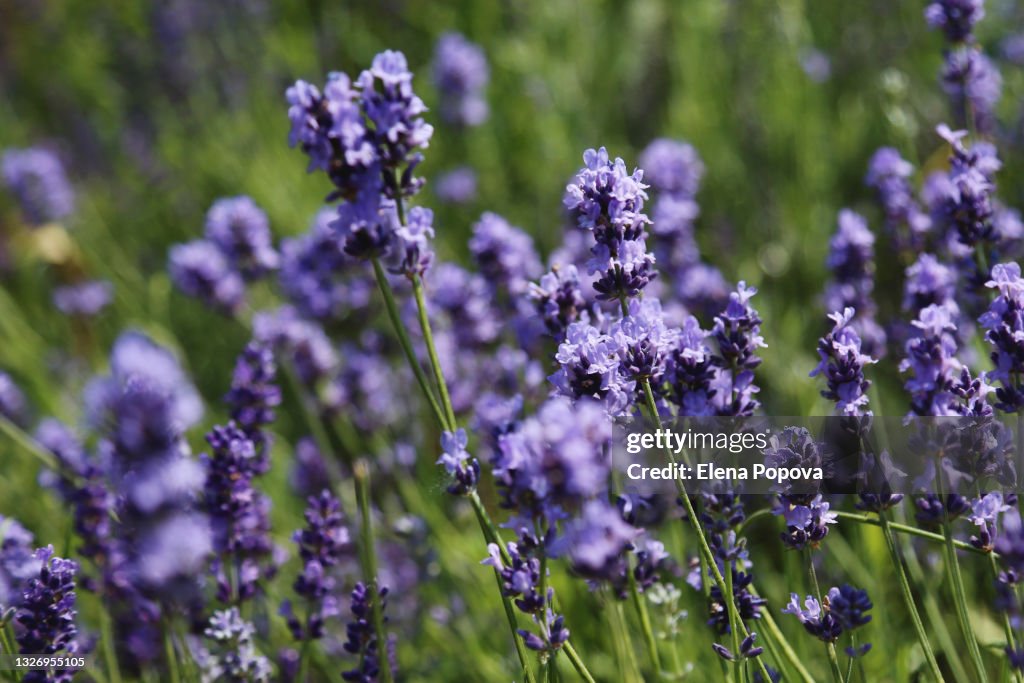 Purple Lavender Flowers Against Blurred Meadow Background
