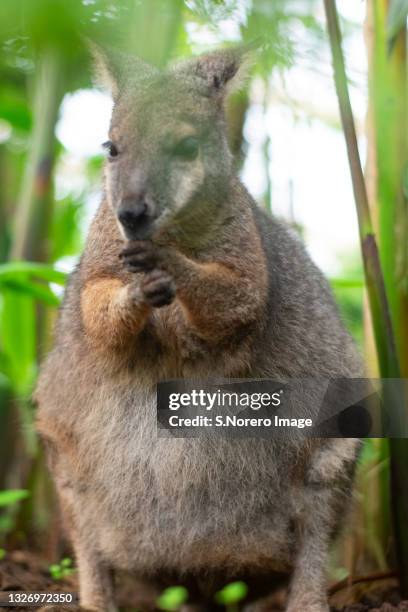 canguro en la naturaleza - canguro stock pictures, royalty-free photos & images