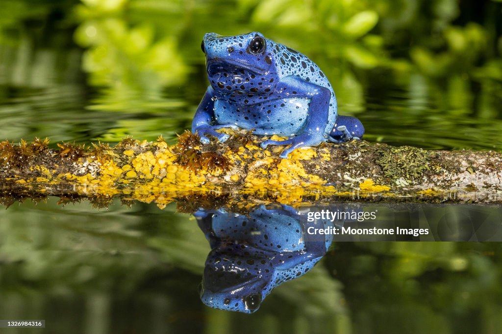 Blue Poison Arrow Frog