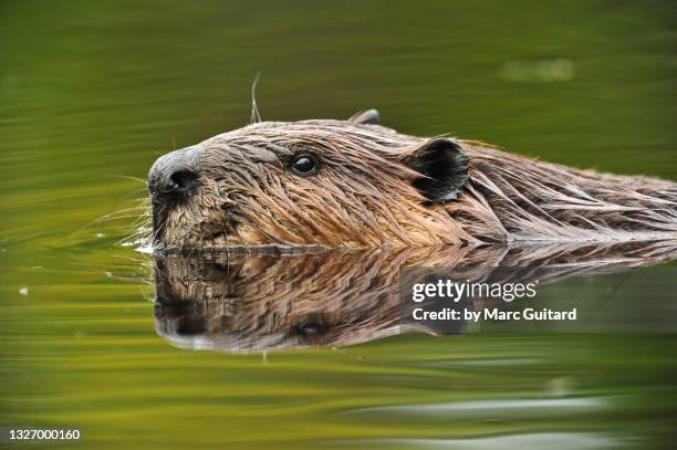 american beaver (castor canadensis), fredericton, new brunswick, canada - beaver stock-fotos und bilder