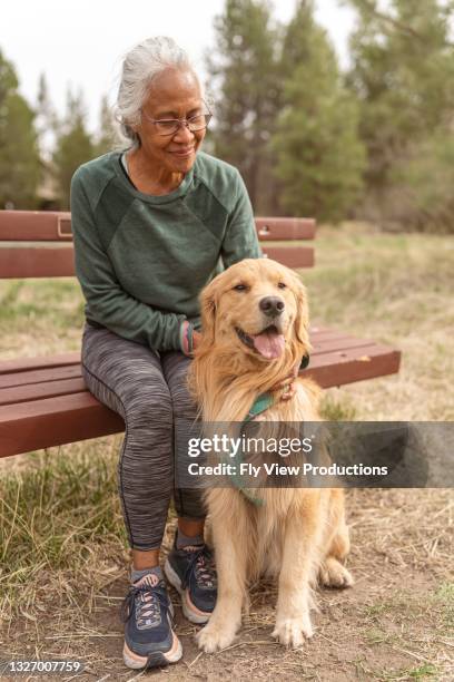 happy and obedient golden retriever spending time with his owner outside - old golden retriever stock pictures, royalty-free photos & images