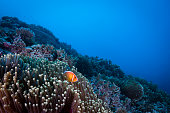 Pink skunk clownfish and sea anemone - Palau, Micronesia