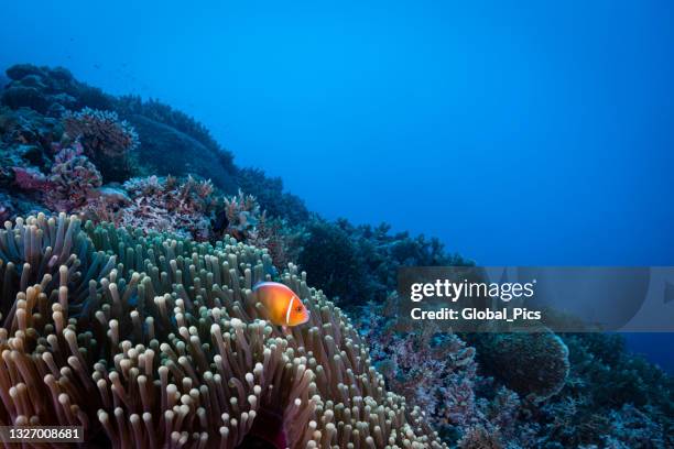 pink skunk clownfish and sea anemone - palau, micronesia - amphiprion akallopisos stock pictures, royalty-free photos & images