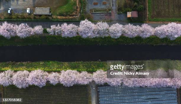 sakura trees in bloom outside nagoya - sakura photos et images de collection