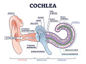 Cochlea ear anatomical structure with organ parts description outline diagram