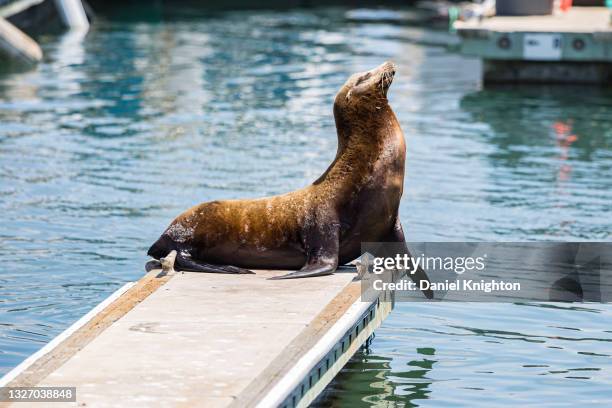 California Sea Lion sunbathes on a dock, paying no attention to the Yankee Doodle Dinghy Parade in Oceanside Harbor on July 04, 2021 in Oceanside,...