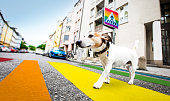 dog and owner  with leash crossing rainbow gay pride street