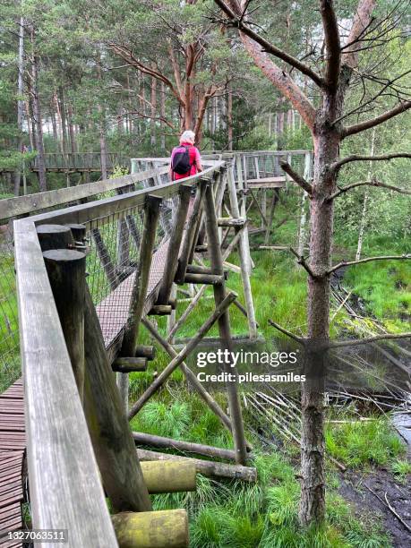 New Forest West Photos and Premium High Res Pictures Getty Images