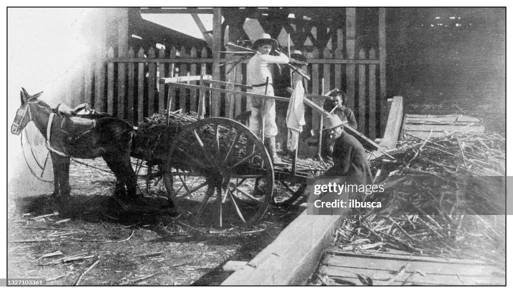Antique black and white photograph: Unloading sugar cane at the mill, Puerto Rico