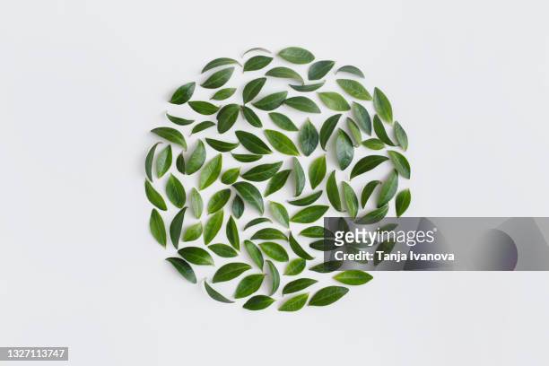 green leaves pattern on white background. flat lay, top view - organic cosmetics stock pictures, royalty-free photos & images