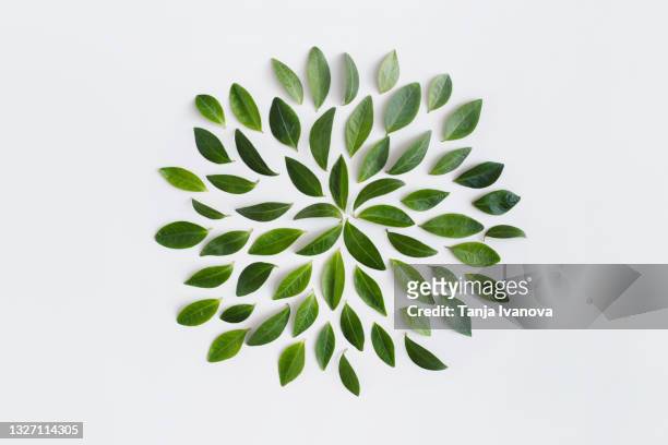 green leaves pattern on white background. flat lay, top view - composition stock pictures, royalty-free photos & images