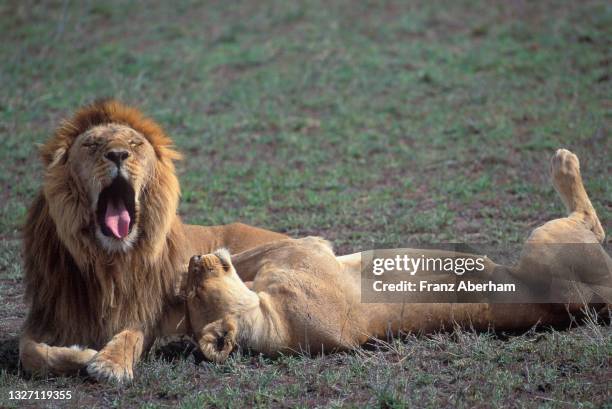 lions during mating season - 1992 - fotografias e filmes do acervo