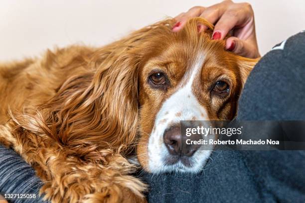 cute dog over its owner lap - cocker fotografías e imágenes de stock