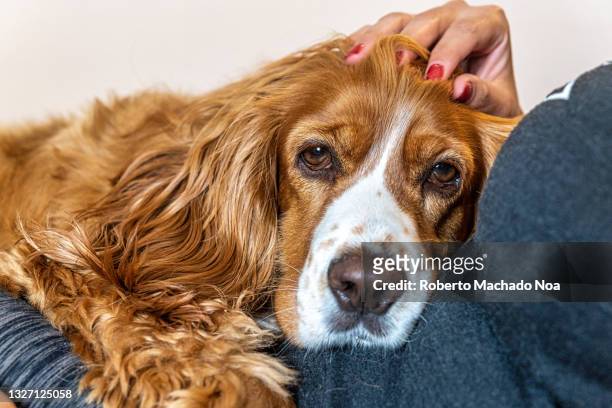 cute dog over its owner lap - cocker spaniel bildbanksfoton och bilder