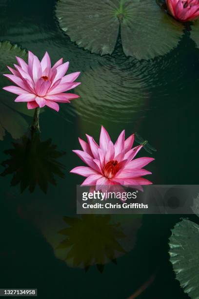 7,627 Lotus Pond Photos and Premium High Res Pictures - Getty Images