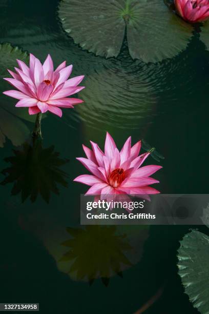 7,627 Lotus Pond Photos and Premium High Res Pictures - Getty Images 7,627 Lotus Pond Photos and Premium High Res Pictures - Getty Images