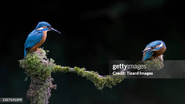 two kingfishers - kingfisher river stock pictures, royalty-free photos & images