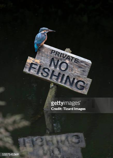 276 No Fishing Sign Photos and Premium High Res Pictures - Getty Images