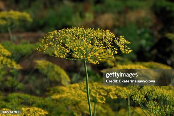 dill umbrellas. dill blossom. - dill stock pictures, royalty-free photos & images
