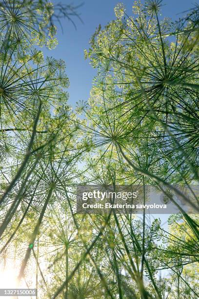 blooming dill against the sky. close-up. dill umbrella. bottom-up view. - fennel seeds stock pictures, royalty-free photos & images