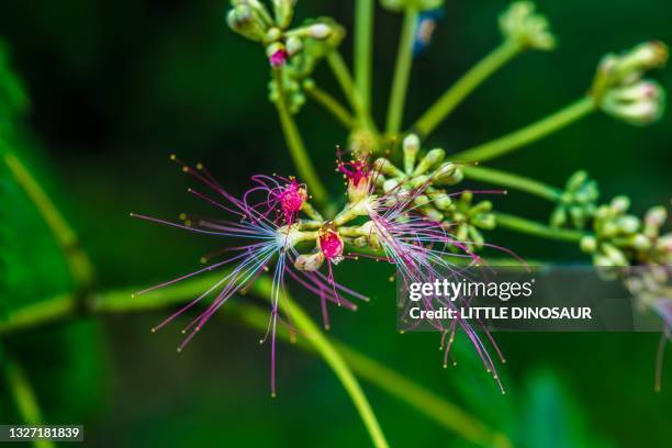 silk tree that has begun to bloom (albizia julibrissin). nabari, mie japan - stamen stock pictures, royalty-free photos & images