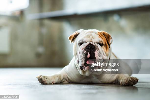 bulldog relajándose en el suelo. - bulldog inglés fotografías e imágenes de stock