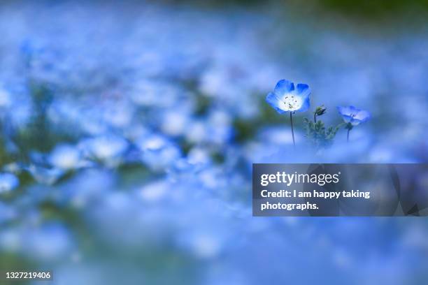 nemophila with dreamy blue bokeh - nemophila stock pictures, royalty-free photos & images