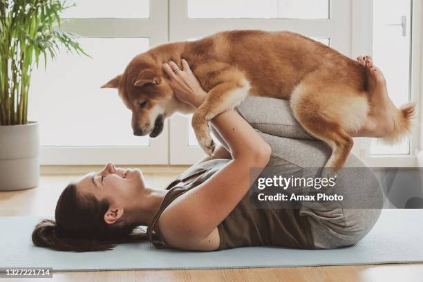 mujer entrenando en casa, viendo videos en línea en la computadora portátil, perro shiba inu durmiendo cerca de ella - shiba inu fotografías e imágenes de stock