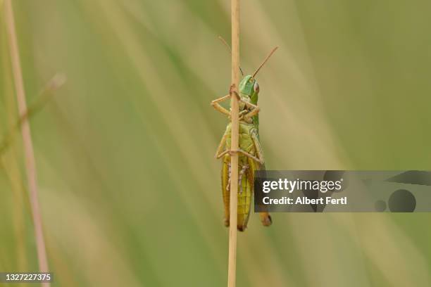 grashüpfer in der sommerwiese - krekels en sprinkhanen stockfoto's en -beelden