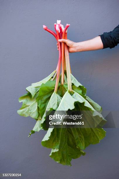 arm of man holding fresh rhubarb - rabarber stockfoto's en -beelden