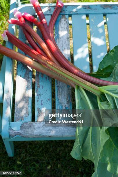 fresh rhubarb lying on wooden chair - rhubarb photos et images de collection